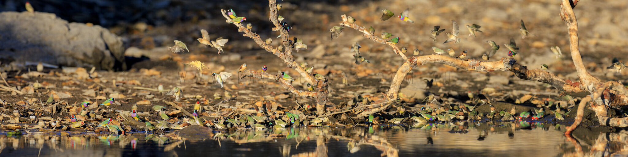 Waterhole Panoramic