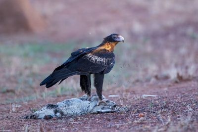Wedge-tailed Eagle - On Roadkill (Aquila audax)