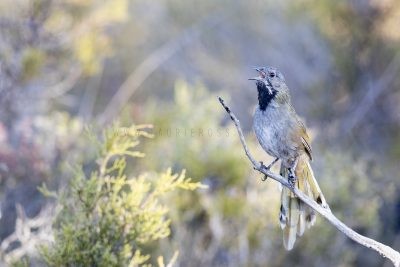 Western (Black-throated) Whipbird - Singing