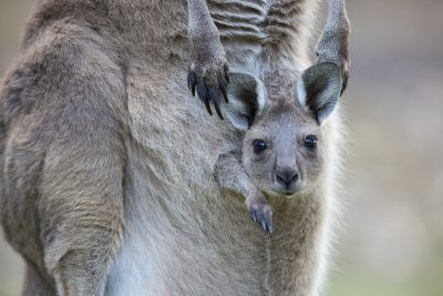 Western Grey Kangaroo (Joey)