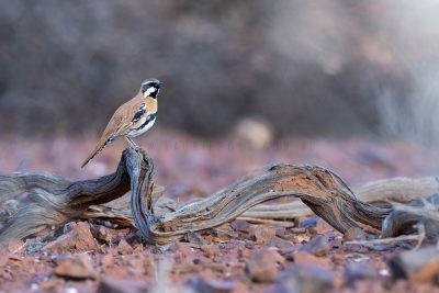 Western Quail-thrush - Habitat