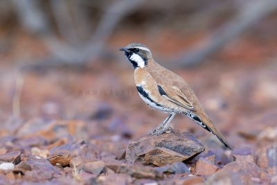 Western Quail-thrush - Male5