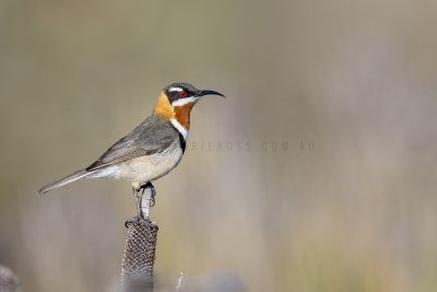 Western Spinebill - Male on grevillea4