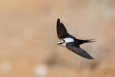 White-backed Swallow - In flight