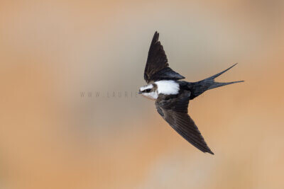 White-backed Swallow - In flight1