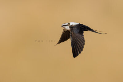 White-backed Swallow2
