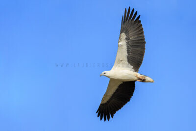 White-bellied Sea-eagle - In Flight