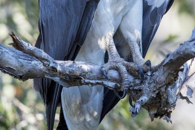 White-bellied Sea-eagle - Talons (Haliaeetus leucogaster)