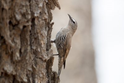 White-browed Treecreeper (Climacteris affinis affinis)