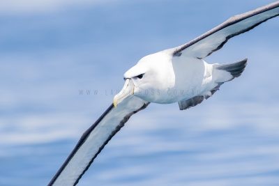 White-capped Albatross - Portrait