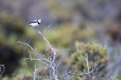 White-fronted Chat - Male (Epthianura albifrons).