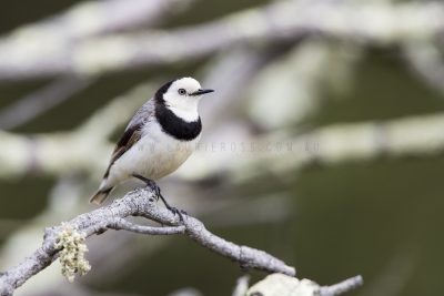 White-fronted Chat - Male (Epthianura albifrons)