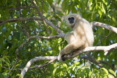 White-handed Gibbon - Male (Hylobates lar)
