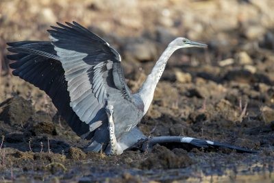 White-necked Heron - Fight (Ardea pacifica)