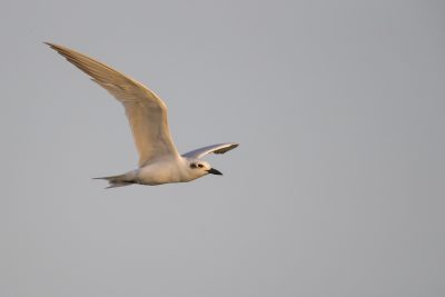 Gull-billed Tern (Gelochelidon nilotica macrotarsa)