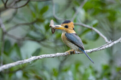Yellow-billed Kingfisher - Female with Moth