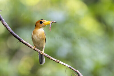 Yellow-billed Kingfisher - Female with prey1
