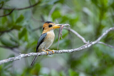 Yellow-billed Kingfisher - Female with Skink