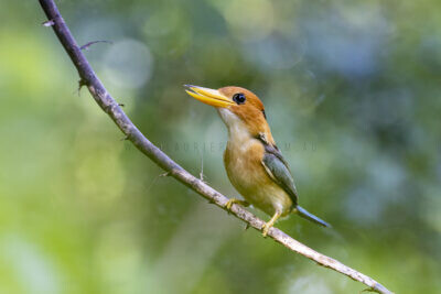 Yellow-billed Kingfisher - Male calling