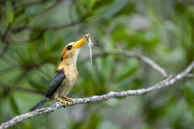 Yellow-billed Kingfisher - Male calling with Skink