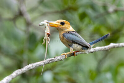 Yellow-billed Kingfisher - Male with Prey1
