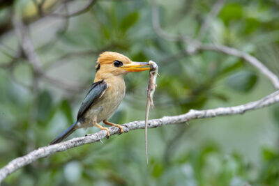 Yellow-billed Kingfisher - Male with Skink