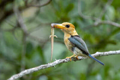 Yellow-billed Kingfisher - Male with Skink1