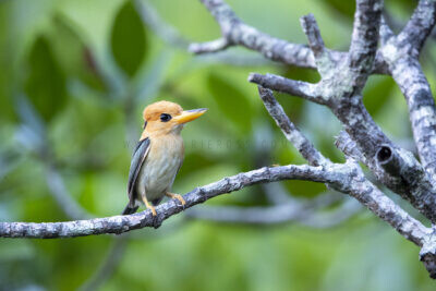 Yellow-billed Kingfisher - Male2