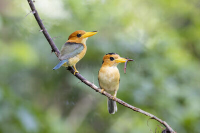 Yellow-billed Kingfisher Pair