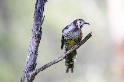 Yellow Wattlebird - Male